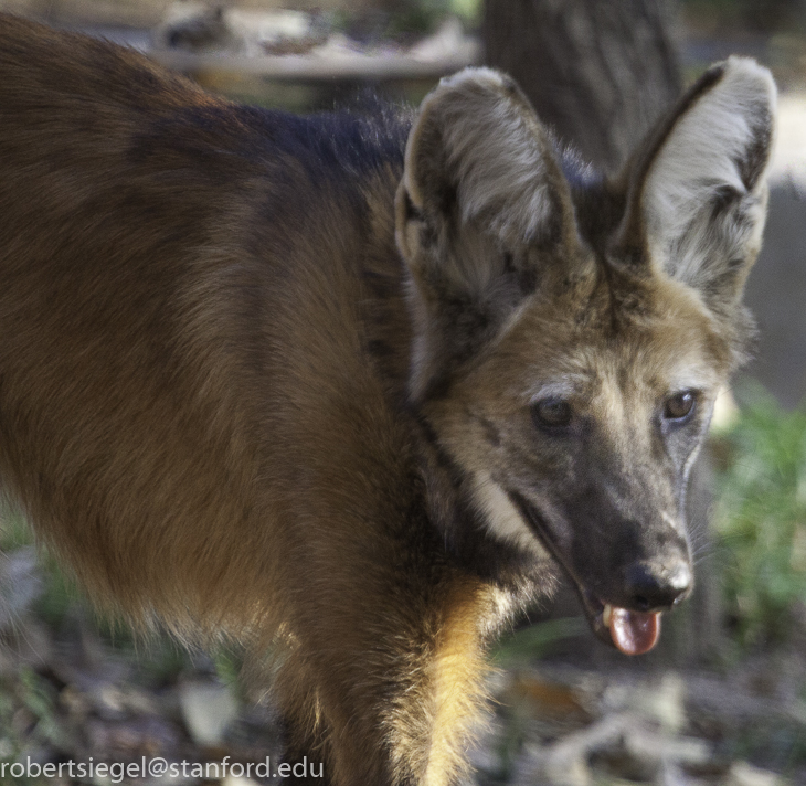 maned wolf